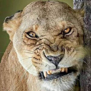 Meet your Posher, Donna